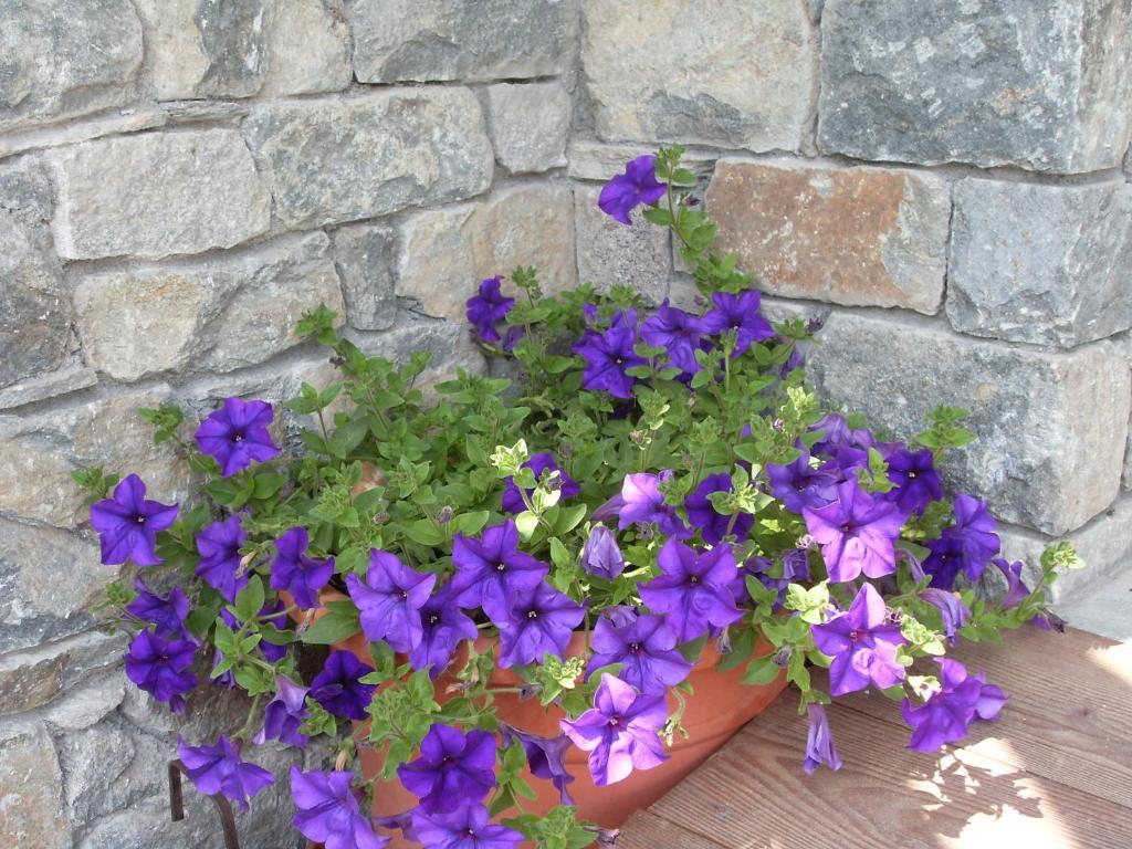 Residence Les Myosotis Champoluc Bagian luar foto